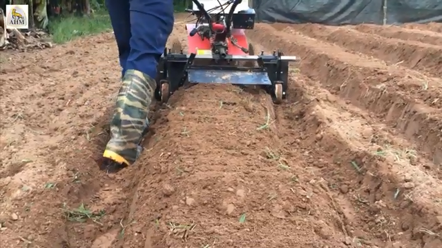 máy AHM trồng củ hiệu quả