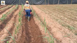 máy AHM vun gốc