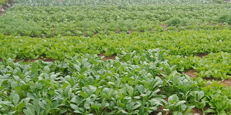 cây cỏ dại trong vườn