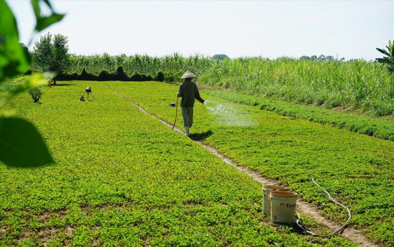 cây cỏ hại cây trồng