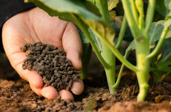 các bệnh trên cây trồng