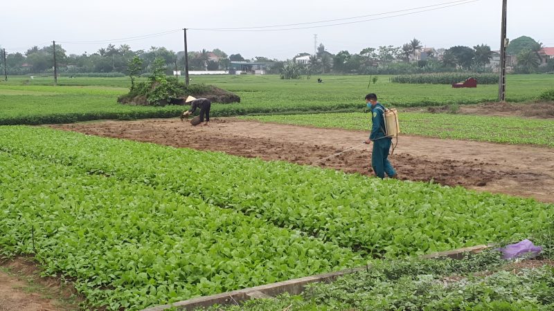 bệnh hại cây trồng