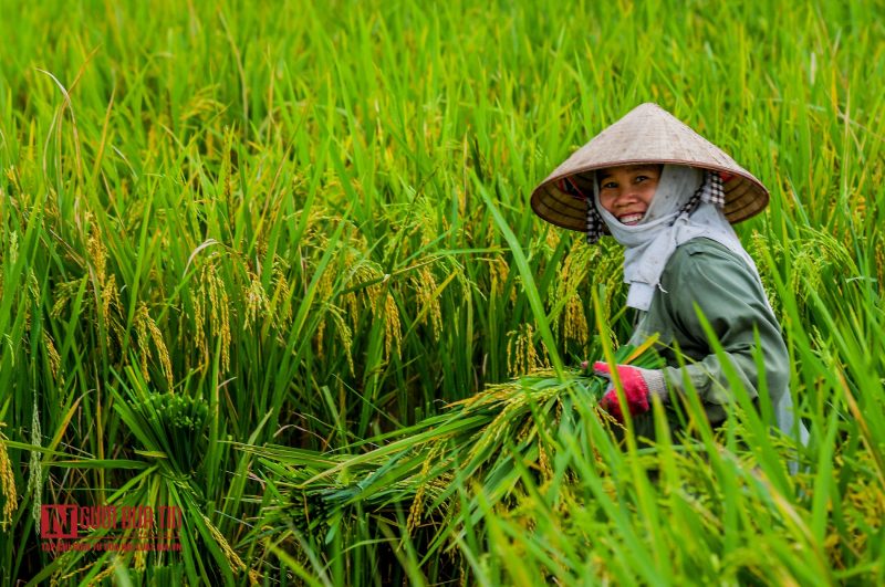 vụ mùa