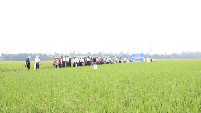 lúa mới 2024